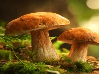 Mushroomers 2 New Season image