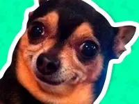 What meme dog are you ? image