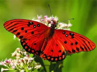 Nature Jigsaw Puzzle Butterfly image