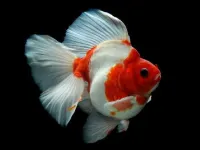 Gold Fish Jigsaw Puzzle image