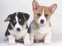 Cute Puppies Puzzle image