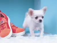 Lovely Puppy Puzzle image