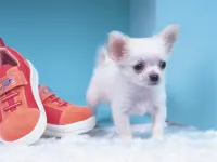 Lovely Puppy Puzzle image