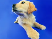 Funny Cats and Dogs Jigsaw Puzzle image