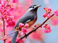 Lovable Birds Puzzle image