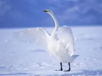 Graceful Swans Puzzle image