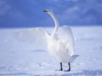 Graceful Swans Puzzle image