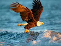 Animals Jigsaw Puzzle Eagle image