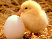 Lovable Little Creatures Puzzle image