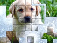 PicPu Dog image