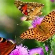 butterfly escape online image