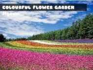 Colourful Flower Garden ...